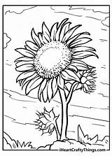 Sunflower Coloring Pages For Kids sketch template