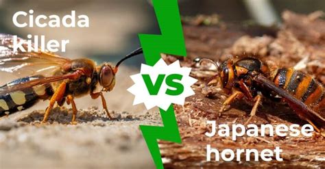 Cicada Killer vs Japanese Hornet: The Buzz on Big Bees with 3 Key Differences - A-Z Animals