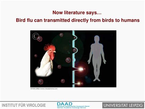 Avian influenza virus and transmission