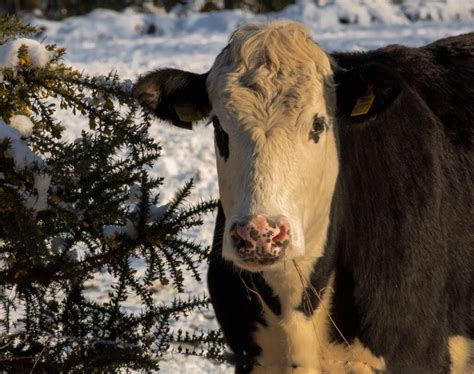 Winter 2023 Cow/Calf Newsletter | Bear Paw Veterinary Service