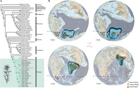 Early origin in Gondwana a, Strict consensus phylogenetic tree ...