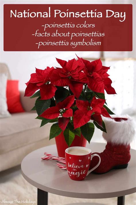 National Poinsettia Day - Poinsettia Colors, Symbolism, Facts & more!