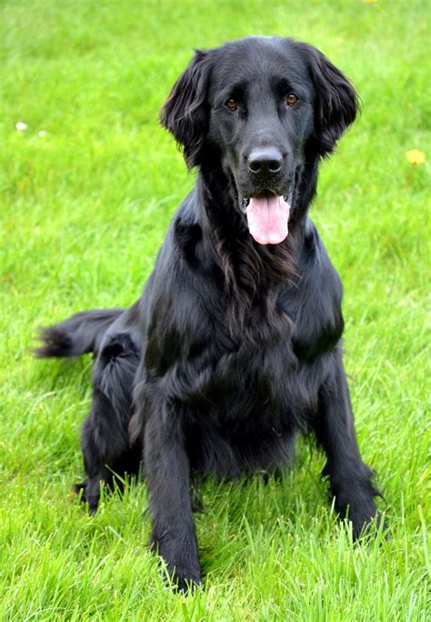 Curly Coated Retriever Breeders Profiles and Pictures | Dog Breeders ...