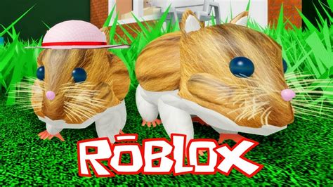 Little Hamster Simulator In Roblox! - YouTube