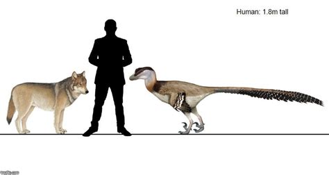 Deinonychus Size Comparison