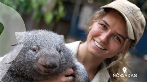 Wombat australiano - Curiosidades - dónde verlos - Nomadas