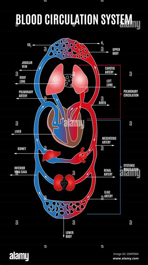 Circulatory System Diagram Labeled