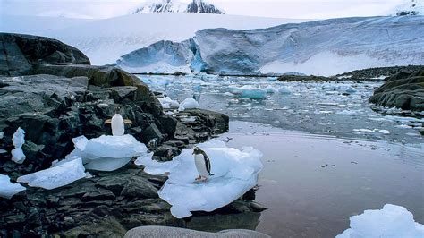 Antártida: se ahogaron miles de crías de pingüino emperador porque se ...