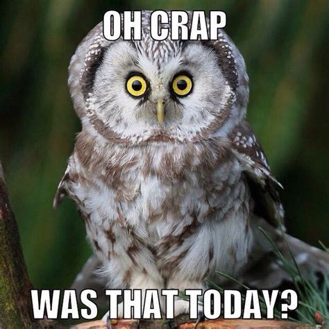 These Adorably Sinister Owls Give Cat Memes A Run For Their Money | Funny owl memes, Funny owl ...