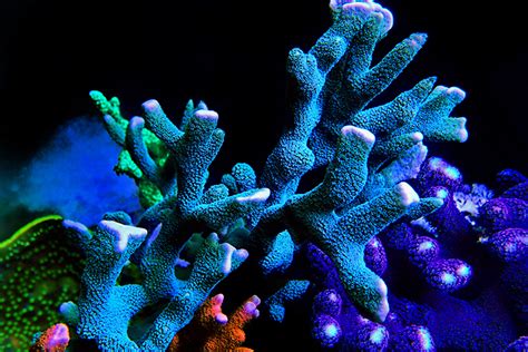 Saltwater Coral for Beginners - 20 of the Best Corals to Grow