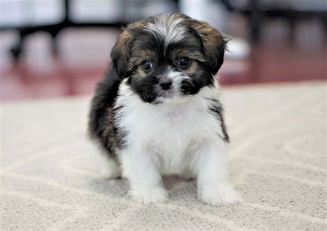 Pekingese Puppies For Sale | Orange County, CA #296803