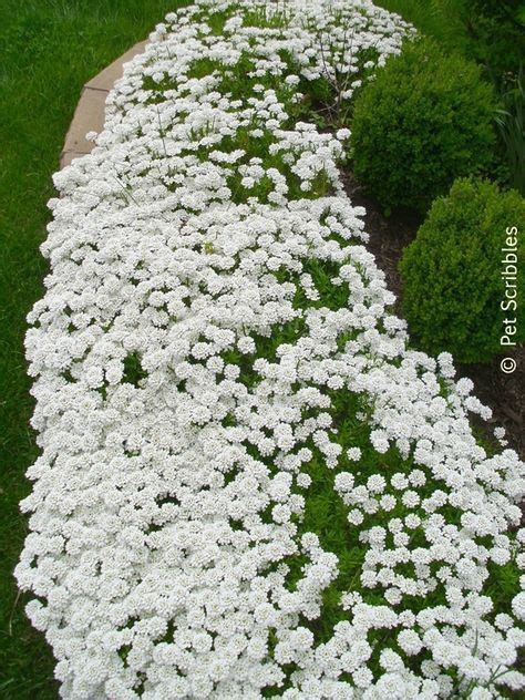 Candytuft: A garden must-have! - Live Creatively Inspired | Garden ...