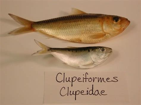 Clupeiformes - Alchetron, The Free Social Encyclopedia