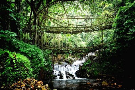 Meghalaya's Living Root Bridges in UNESCO world heritage site