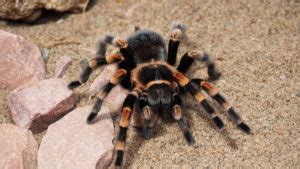 Pink Toe Tarantula: Pictures, Care Sheet, Lifespan & More | Pet Keen