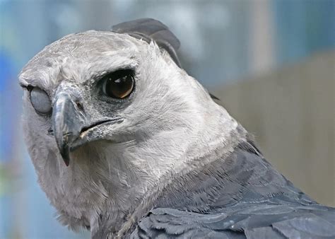 This Harpy Eagle is without a doubt one of the super-villains of the animal kingdom. : r ...