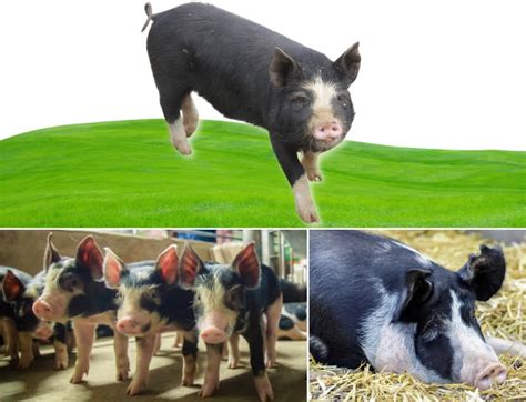 Types Of Pigs: 21 Pig Breeds for Farming and Homesteading – FarmerDB