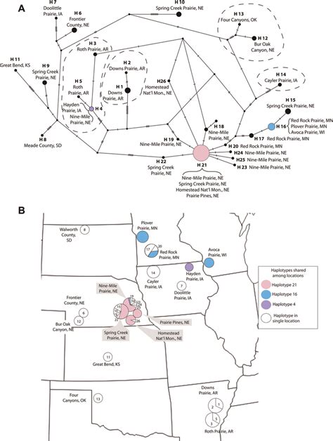 Haplotype network and distribution map of haplotype group 24. A. TCS ...