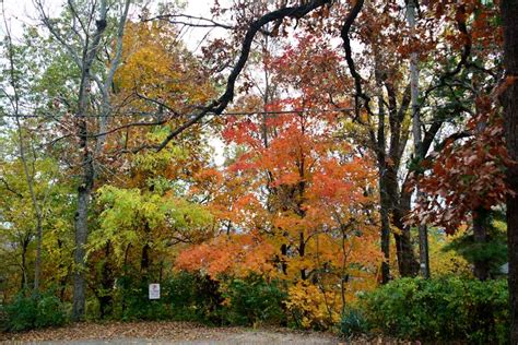 Fayetteville, Arkansas Fall colors November 9, 2013