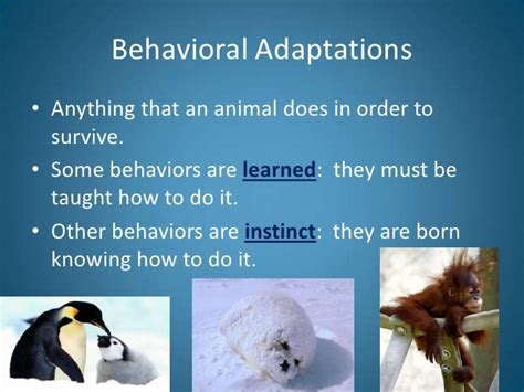 29+ Animal Behavioral Adaptations | Sanscompro Misaucun