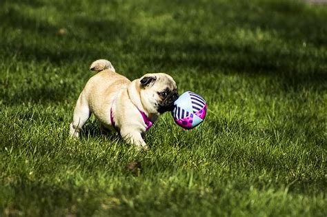 3 Ways To Keep Your Pug Happy & Healthy