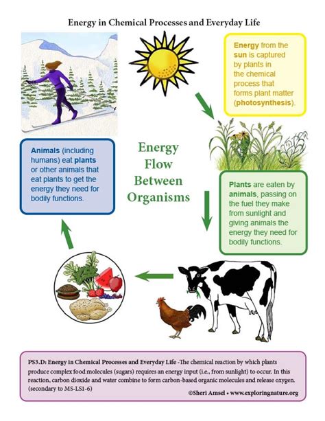 Energy in Chemical Processes and Everyday Life - Reading and Diagrams (6-8 Grade NGSS)