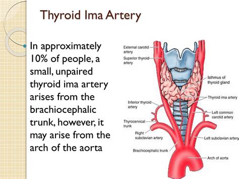 PPT - WINDSOR UNIVERSITY SCHOOL OF MEDICINE PowerPoint Presentation, free download - ID:2716954