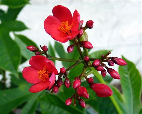 My Florida Backyard: Flowers are Red