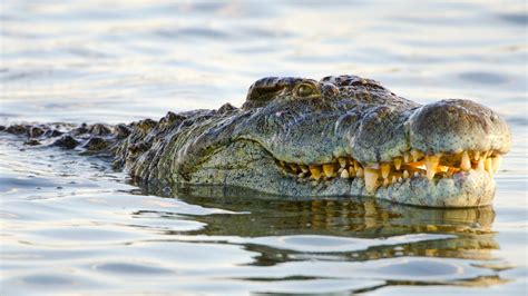 Massive crocodile which has ‘eaten 300 people’ is on the loose | indy100