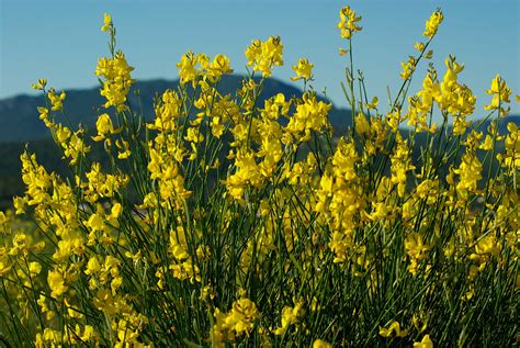 Découvrir les plantes de nos garrigues - Cycle 1 - Activités ...