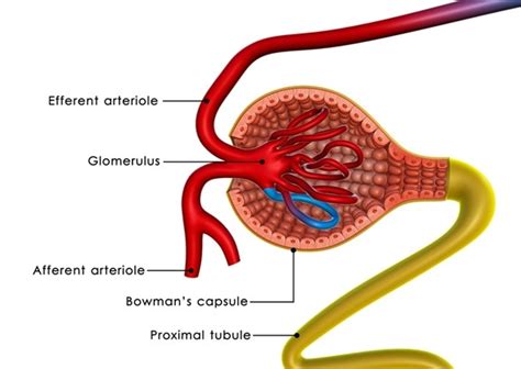 Glomerular Diseases