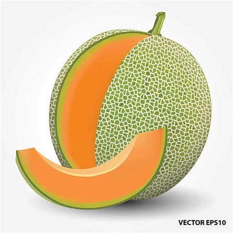 Royalty Free Cantaloupe Clip Art, Vector Images & Illustrations - iStock