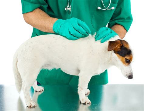 What Are Dog Fleas - Signs, Symptoms, and Treatment