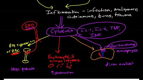 Anemia Of Chronic Disease