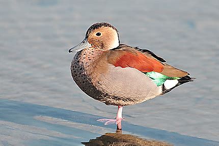 Sarcelle à collier noir : Oiseaux : Animaux : Lac du Bourget : Savoie : Alpes : Routard.com