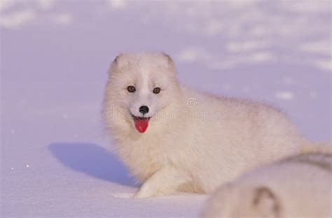 Arctic Fox in Snow stock image. Image of north, cute - 10203929