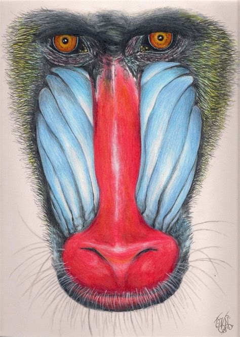 paint my face like a baboon | Baboon, Face line drawing, Mandrill