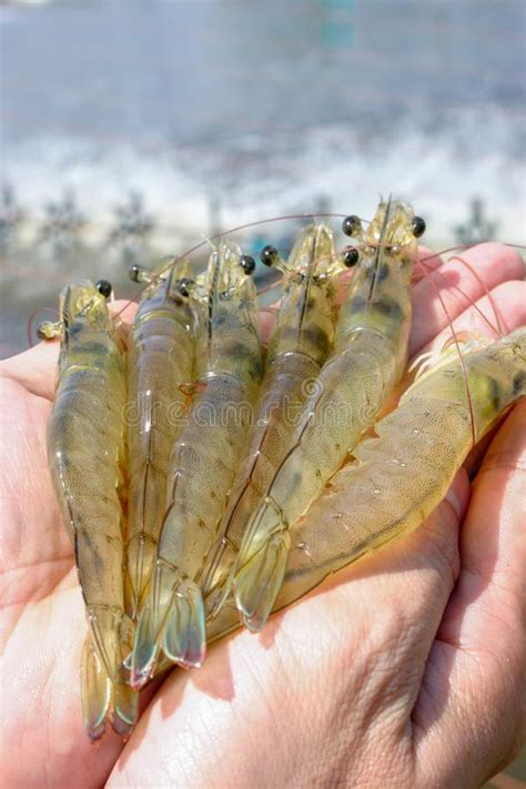 Shrimp farming equipment stock image. Image of cultivation - 32759051