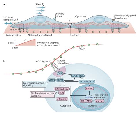 Mechanotransduction and Mechanotherapy | Mooney Laboratory