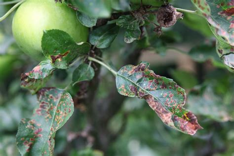 Apple Scab Disease and How to Identify and Prevent It