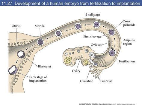 Stages Of Embryo Implantation