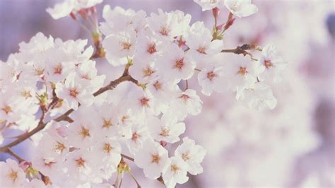 Free Spring Flowers Wallpaper Backgrounds | Best Flower Site