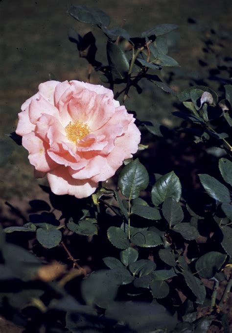 Lake Harriet Rose Garden – Lyndale Rose Garden – David Tewes, Shutterbug