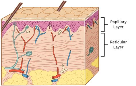 Layers of dermis - Labster