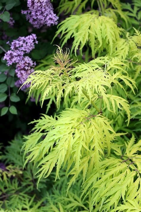 Lemony Lace® - Elderberry - Sambucus racemosa | Garden shrubs, Plants, Shrubs