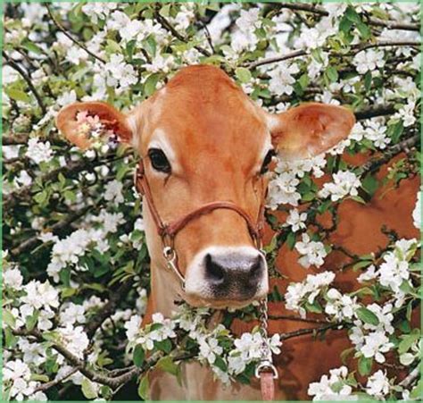 cow and flowers | Sapi