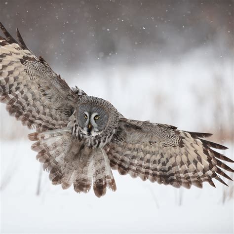 Great Gray Owl Flying