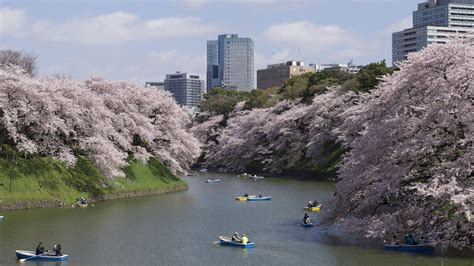 Tokyo Imperial Palace Cherry Blossom - TokyoStreetView