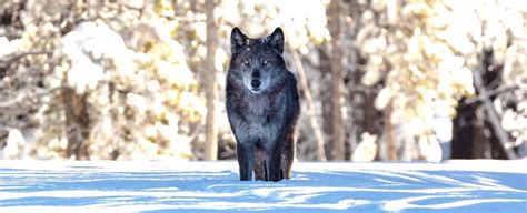 It Started With Just 14 Wolves. Then, Yellowstone Changed in Ways We ...