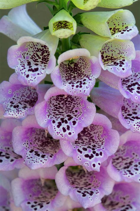 Pink Foxglove Photograph by Saija Lehtonen - Fine Art America